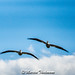 Pelican(s) in flight (Image 6)