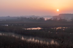 Misty Camargue Morning - Photo of Aimargues