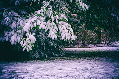 En blanc et vert - Photo of Longjumeau