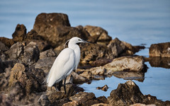 Little egret (Egretta garzetta) - Photo of Pinet