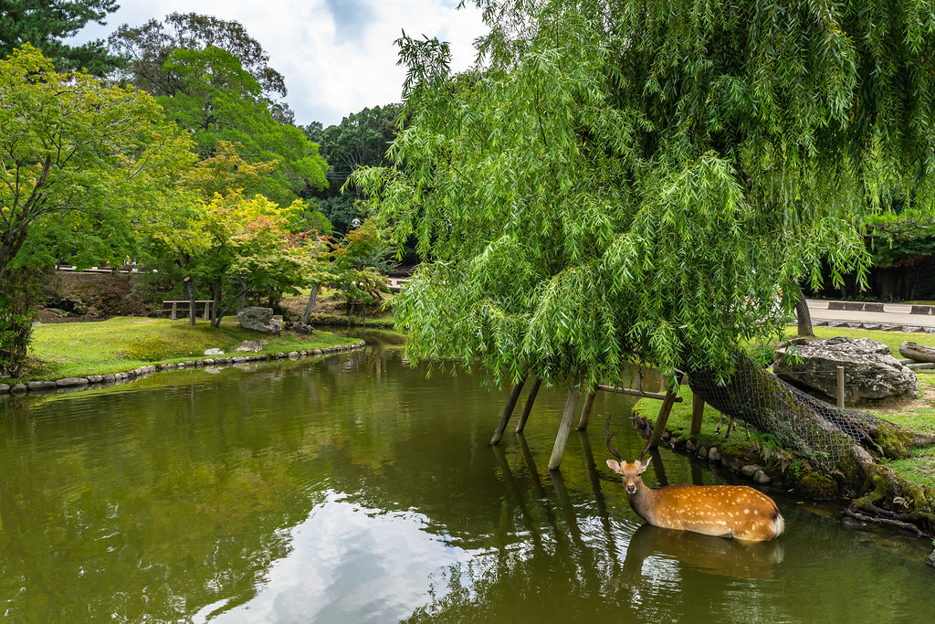 Parc de Nara où se trouvent plusieurs cerfs Sika en liberté