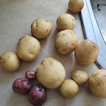 rocket potato
