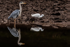 Group B 3rd Carlo Bragagnolo The Heron And The Egret - Section 3 2020/21 REFLECTIONS