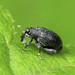 Weevil (Curculionidae)118z-7156360