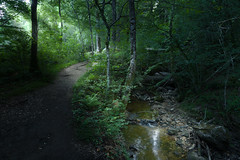 La forêt de Merlin - Photo of Boissezon