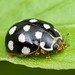 Cream-spotted Lady Beetle - Calvia quatuordecimguttata (Coccinellidae,Coccinellinae, Coccinellini) 118z-7287230