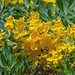 Golden Tree, Golden Trumpet Tree or Tallow Pui (Tabebuia chrysantha) (DTHN0304)