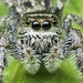 Jumping Spider (Salticidae) 120z-6110600