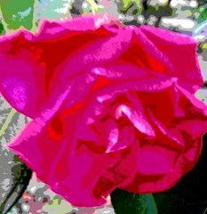 Camellia reticulata 'shot silk'