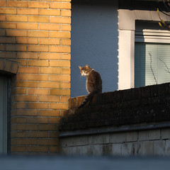 Chat perché. - Photo of Beaurains