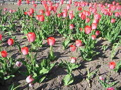 Tulip festival