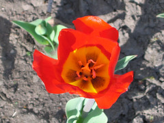 Tulip festival