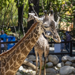 Los Angeles Zoo March 2020 -365