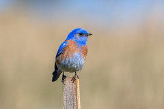 Bluebird #2