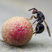 Parasitic Wasp - Scyophila sp. (Eurytomidae, Eurytominae) 120z-9113384