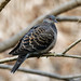 Oriental Turtle Dove - Resident- Common