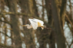 Aigrette - Photo of Wailly