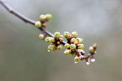 le printemps arrive ... - Photo of Champlan