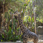 Los Angeles Zoo March 2020 -394