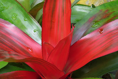 Bromeliad red and green tropical plant Conservatory of Flowers in San Francisco's Golden Gate Park 20210311-130735 mcd50 C4
