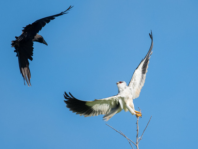 Crow vs Kite