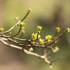 Printemps / Spring / Frühling - Photo of Beaurains