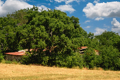 Overgrown Barn