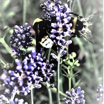 Busy Bees by Sue Ould