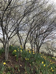 Trees and daffodils blooming, Mitchell Park, S Street NW, Kalorama, Washington, D.C.