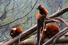 Red-Ruffed Lemurs At The Bronx Zoo