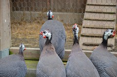 Turkeys At The Bronx Zoo