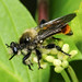 Robber Fly - Laphria janus (Laphriidae, Laphriinae) 111p-5475