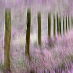 Fence Line in Heather by Martin Parratt