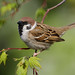 Eurasian Tree sparrow - resident common