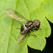 Big-headed Fly (Pipunculidae) 111p-5813