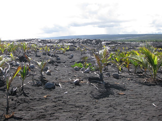 Lava field