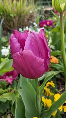 Tulipe pourpre - Photo of Le Pecq