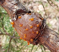 Eastern Pine Gall Rust