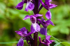 Quelques orchidées (Ariège)