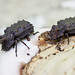 Forked Fungus Beetles - Bolitotherus cornutus (Tenebrionidae, Tenebrioninae, Bolitophagini) 117y-7265121