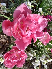TULIPES ROSES - Photo of La Garenne-Colombes