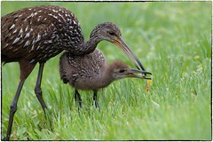 Limpkin and son