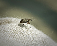 Bug Up Close