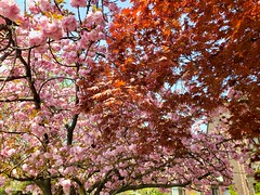 Cherry Blossoms & Japanese Maple