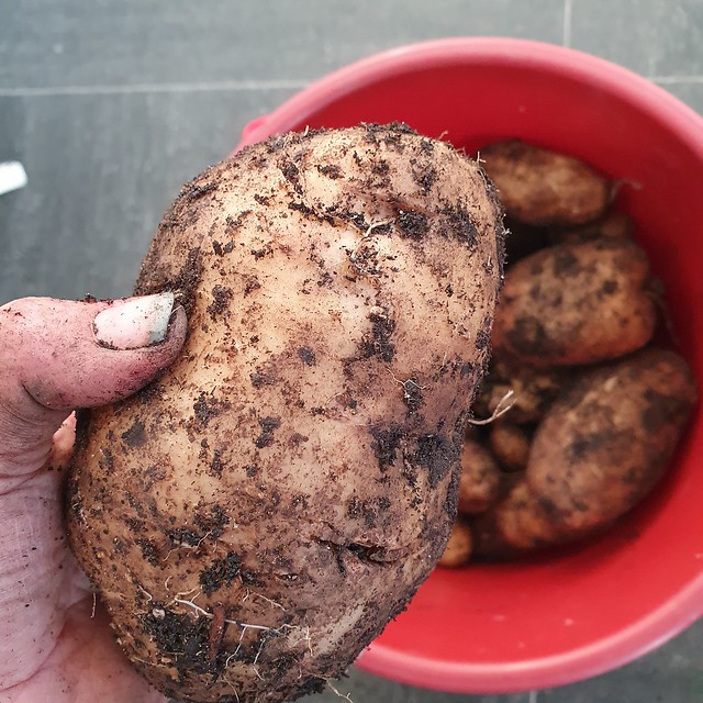 Image of russet burbank potato