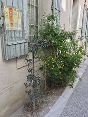 (FR84,AVIGNON) - Photo of Avignon