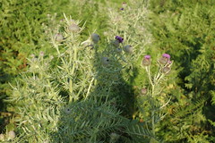 Green land and thistles