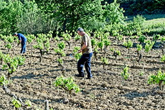 210508 VIGNES 43 - Photo of Magrie