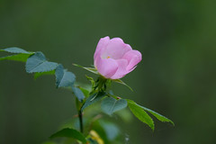 Rose sauvage - Photo of Arnaud-Guilhem
