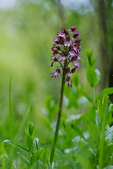 Orchidée - Photo of Castillon-de-Saint-Martory